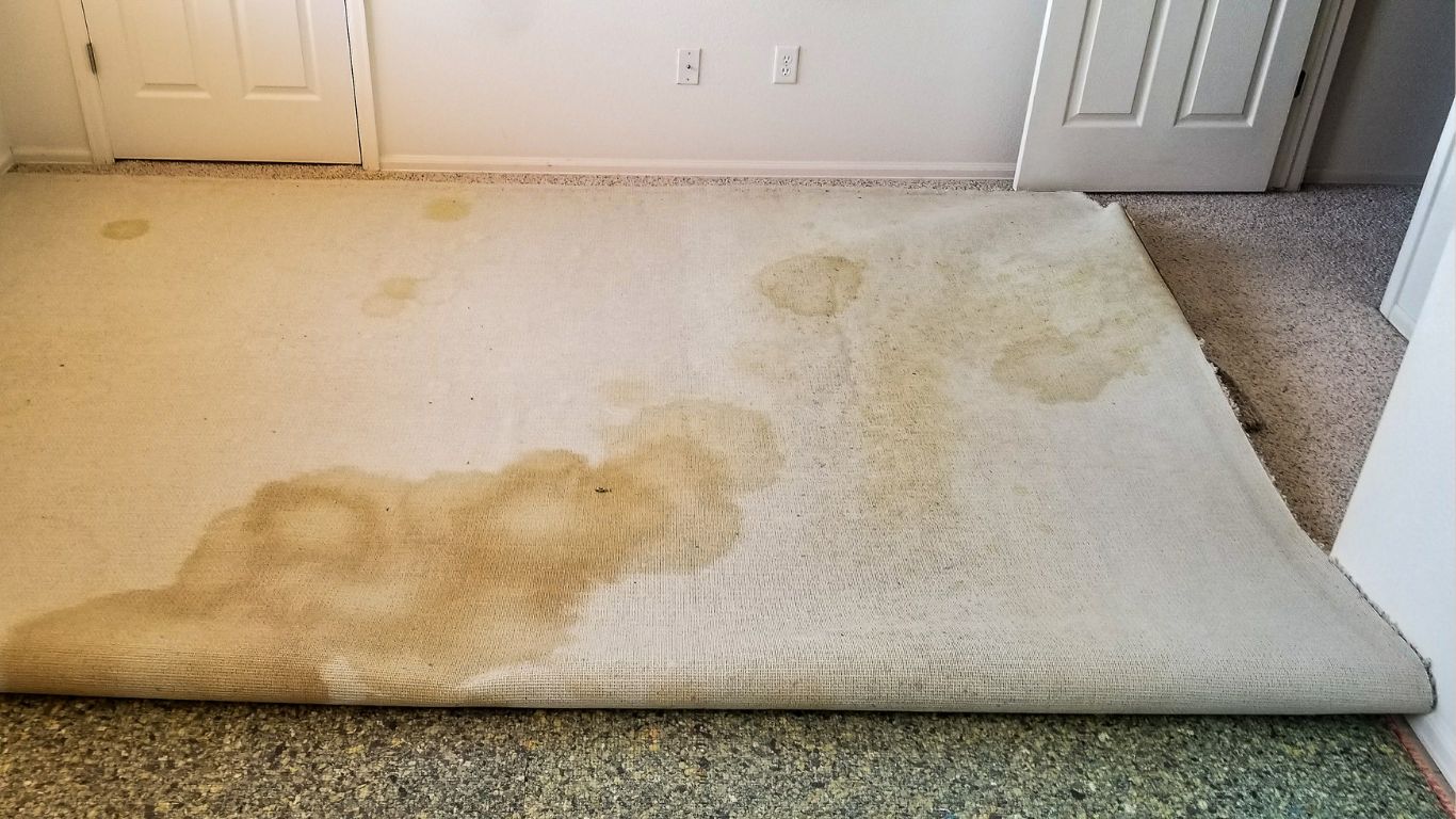 Pet-stained carpet with severe yellow spots lifted to reveal padding damage, ideal example for expert pet odor removal services.